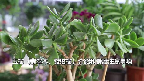 翡翠木開花|玉樹（翡翠木、發財樹）介紹和養護注意事項